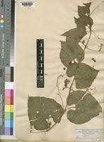 Image result for Momordica foetida