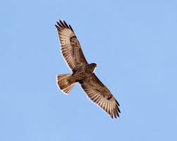 Activiteiten van zuidnederlandse zeilvliegvereniging de buizerd. Buizerd Anw Algemeen Nederlands Woordenboek