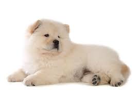 Chow chow small dog with short hair close up stock photo picture. Chow Chow Dog Breed Information And Pictures Petguide