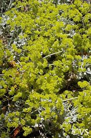Image result for Eriospermum flexuosum