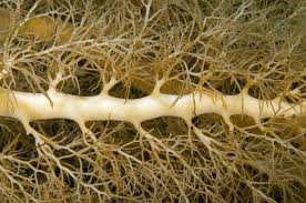 Image result for Microcoelia physophora