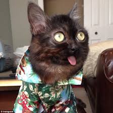 Not all cats are enthusiastic models for cat apparel, but for those who are. Mr Magoo The Cat Who Can T Stop Sticking Out His Tongue Becomes Instagram Celebrity Daily Mail Online