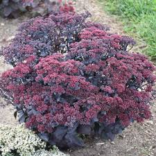 Image result for Sedum