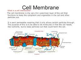 Animal cell membrane vs plant cell membrane. Plant Cell And Animal Cell Cell Membrane And Mitochondria Ppt Download