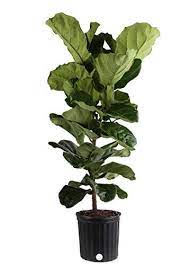 Costa Farms Live Ficus Lyrata Fiddle Leaf Fig Indoor Tree 4 5 Feet Tall Ships In 12 Inch Round Grower Pot C Fiddle Leaf Fig Fiddle Leaf Fig Tree Ficus Lyrata
