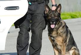 Police Dog Training How Are Police Dogs Trained 2020 Police Dog Training Police Dog Breeds Dog Training Obedience