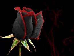 Gambar bunga mawar background hitam. Mawar Background Hitam Gambar Wallpaper Bunga