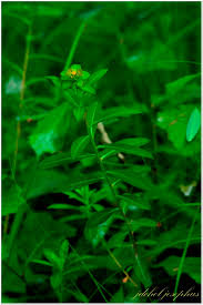 Image result for Euphorbia spissiflora