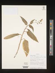 Image result for Aneilema aequinoctiale