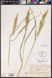 Image result for Echinochloa crus-pavonis