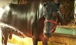 Haryana Animal Fair Rs 25 Crore Bull Shahenshah With 4 Bodyguards Marks Its Attendance For Catwalk India Com The person who invests in films. haryana animal fair rs 25 crore bull