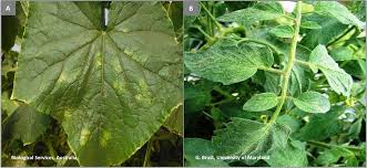 Image result for spider mites on cucumbers