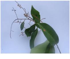 Image result for Embelia ruminata