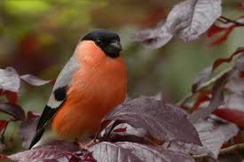 Maybe you would like to learn more about one of these? Botgros Fotografii Poze Poze Frumoase Pxhere