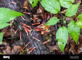 Image result for Mutinus elegans