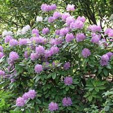 Wichtig ist, dass die pflanze. Rhododendron Pflanzen Und Pflegen Darauf Kommt Es An Mein Schoner Garten