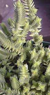 Image result for Crassula globularioides