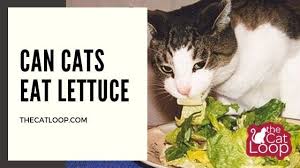 Should i take him to the vet? Can Cats Eat Lettuce The Cat Loop