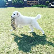 Alabai Alabay Turkmen Coban Kopekleri Visne Co Dogs Shepherd Dog Animals