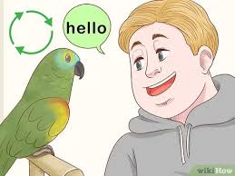 Como Entrenar A Un Loro 15 Pasos Con Imagenes