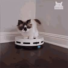 cat on robot gifs tenor