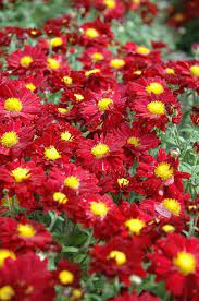 Chrysanthemum Bonnie Red Chrysanthemum Growing Hardy Mums Garden Mum