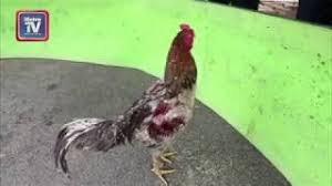 Namun juga acara tersebut juga dilakukan. Ditahan Ketika Asyik Sabung Ayam Youtube