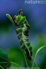 Image result for Limenitis populi