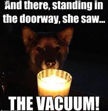 Dog Halloween Memes Funny Halloween Memes Halloween Memes Funny Captions