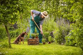 Check out these 26 digging deterrents to stop your dog for good! How To Build The Perfect Backyard For Dogs