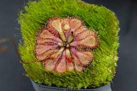 Image result for Drosera dielsiana