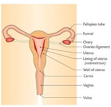 Human Reproduction