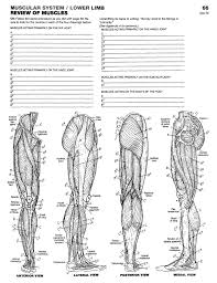 Really helps in understanding important topics in biology. The Anatomy Coloring Book 4th Edition Wynn Kapit Lawrence M Elson 9780321832016 Christianbook Com