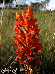 Image result for Disa stairsii