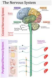 It gathers information from all over the body and coordinates activity. The Nervous System Central Nervous System And Peripheral Nervous System Diagram