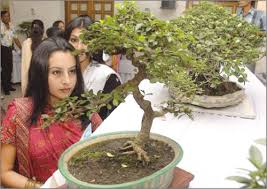 Bonsai Exhibition Begins The Daily Star