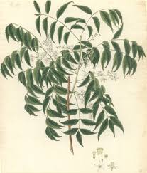 Image result for Azadirachta indica