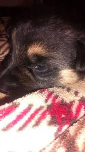 Akc german shepherd puppies — michigan — оценка 4.9 на основании 16 отзывов «the puppy is beautiful and amazing! Akc German Shepherd Puppies For Sale In Grand Rapids Michigan Classified Americanlisted Com