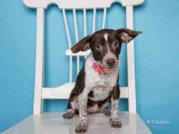 Hurry Houston 12 02 14 Still Listed Gigi Id A419758 My Name Is Gigi I Am A Female Chocolate And White Chihuahua Smoot Animals Animal Shelter Pets
