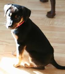 Checking 'include nearby areas' will expand your search. Doberman Shepherd Dog Breed Information And Pictures