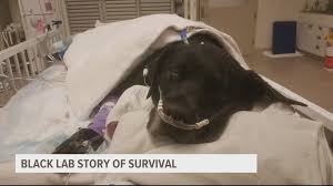 We have the most adorable. Pregnant Dog Found Abandoned At Iowa Park Loses All 21 Of Her Puppies 10tv Com