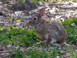 12 Examples Of Animals That Are Primary Consumers - Animal Corner