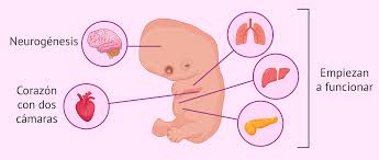 Evolución detallada del bebé, con su tamaño. Semana 7 De Embarazo Como Estan El Bebe Y La Madre