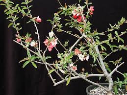We did not find results for: Evergreen Gardenworks Descriptive Catalog Carpinus Cedrus Chaenomeles