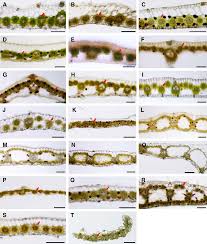 Image result for Kyllingiella microcephala