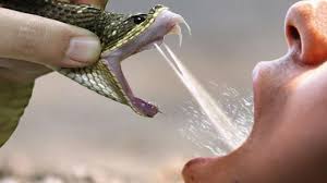 They are found in forests, deserts, swamps and some snakes, like the cottonmouth water moccasin of north america live in water part of the time. Why Can We Drink The Snake S Venom And Stay Alive Youtube