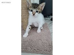 sahibinden kedi izmir