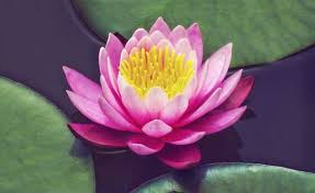 Resultado de imagem para FLORES
