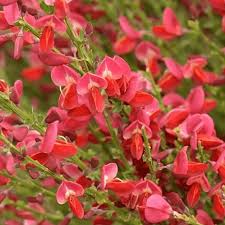 Check spelling or type a new query. Cytisus Boskoop Ruby Broom Gardenersdream