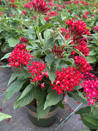 Image result for Pentadesma reyndersii